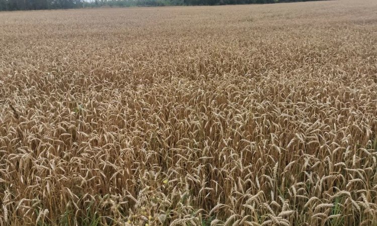    На старте жатвы 2025 в Красноярском крае урожайность выше прошлогодней