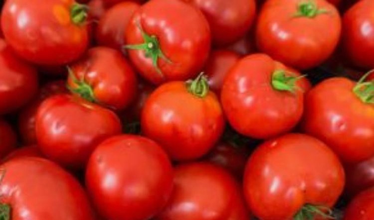    Фото: Россельхознадзор РФ