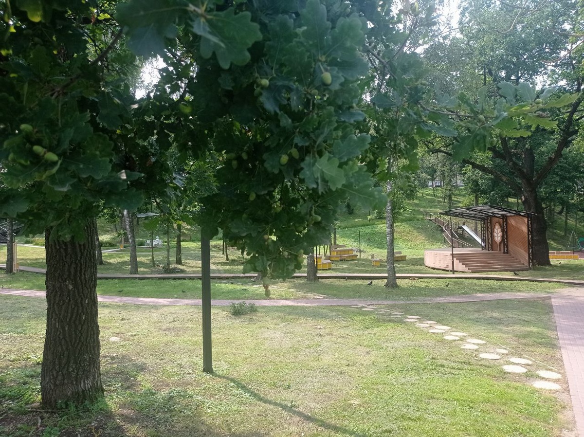 Дубы-колдуны.