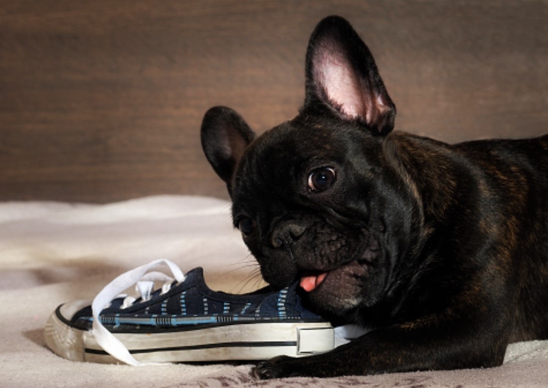 И это всё ещё до того, как щенок сделает первые дела на ваш паркет и сожрёт первый тапок.
