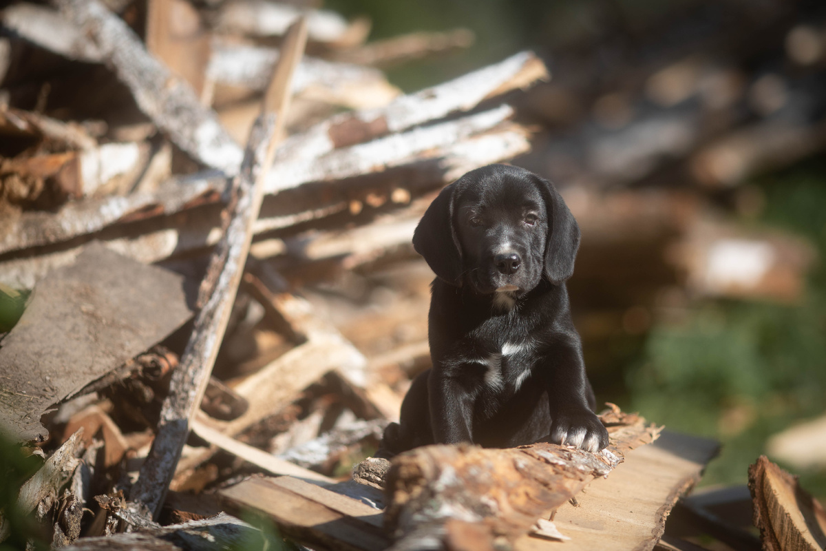 Ну не в дровах же мне Новый год справляит