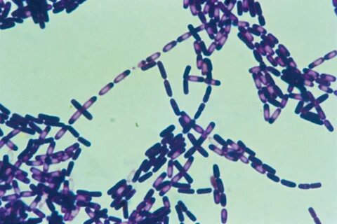 Bacillus subtilis (сенная палочка)