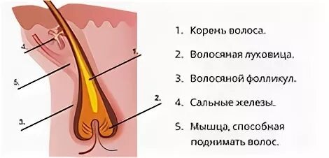 Пилоэрекция — реакция, доставшаяся нам от пушистых предков