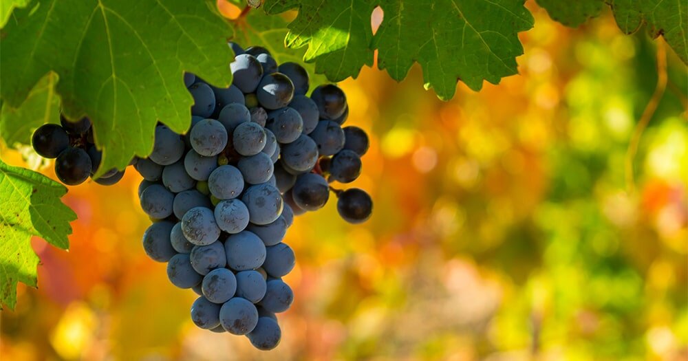 Осенний уход за виноградом: 5 простых шагов для начинающих