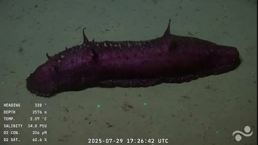     Фото: Schmidt Ocean Institute expedition