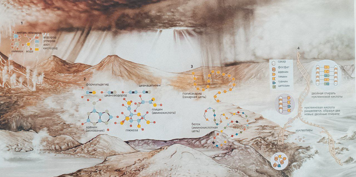 До возникновения жизни на Земле в атмосфере присутствовали такие химические вещества, как метан, водород, аммиак и вода (1). В морях протекали химические реакции: молекулы сахаров объединялись и образовывали крахмал и клетчатку, аминокислоты формировали белки (2,3). Сахар вместе с азотистыми соединениями образовали ДНК - молекулу, способную самовоспроизодиться (4).