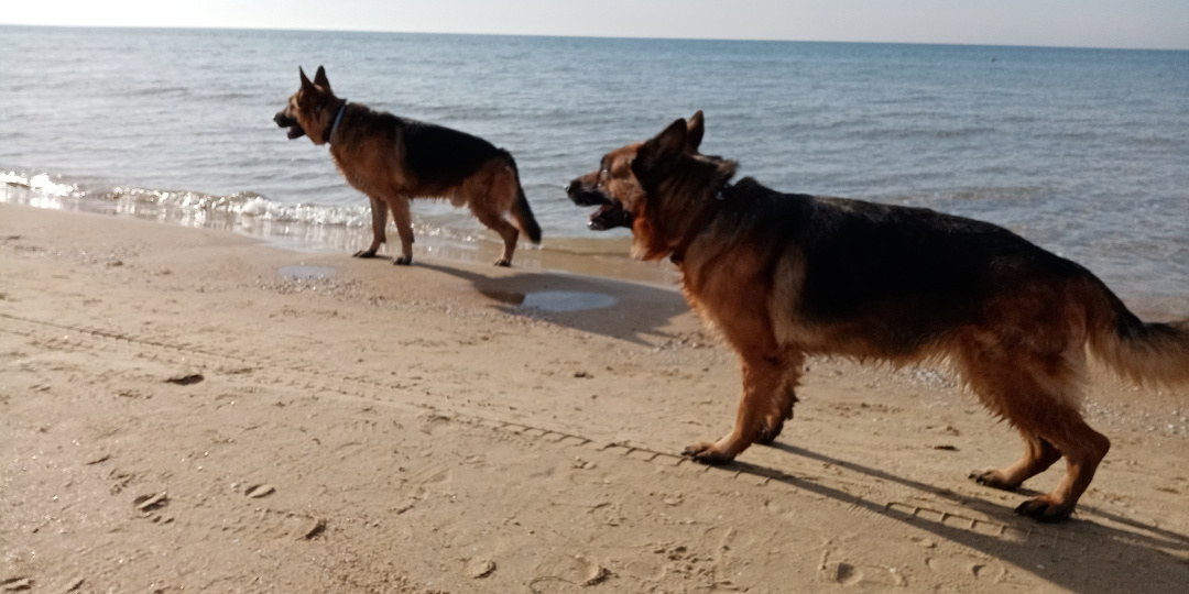 Немецкая овчарка: правда и мифы о характере