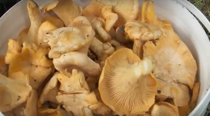     Пятеро грибников потерялись в лесах Красноярского края за выходные