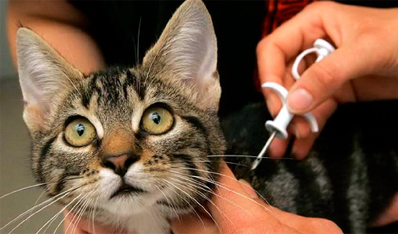 Фото с сайта nn-vet.ru