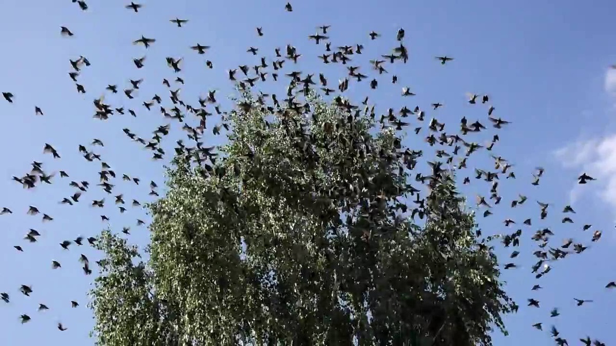 Вот что называется чёрной тучей (яндекс фото)