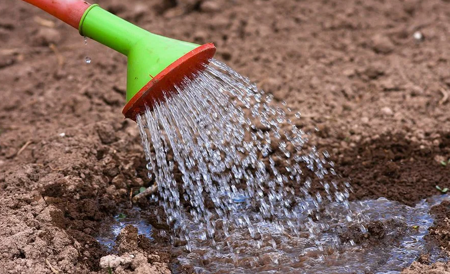 🔥 Осенью избавить огород от фитофторы проще всего! 200 мл на ведро воды, полейте землю — и летом на помидорах фитофторы точно не будет