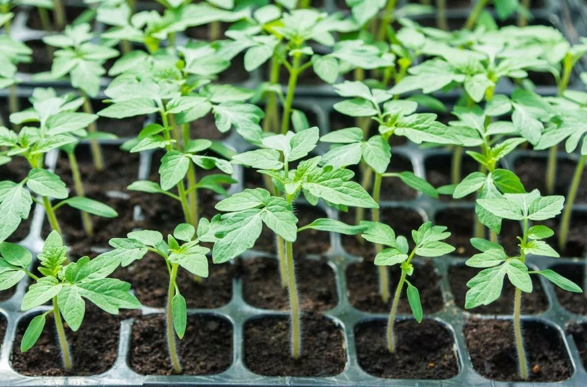 Не забываем, что с самой рассадой профилактику тоже надо делать