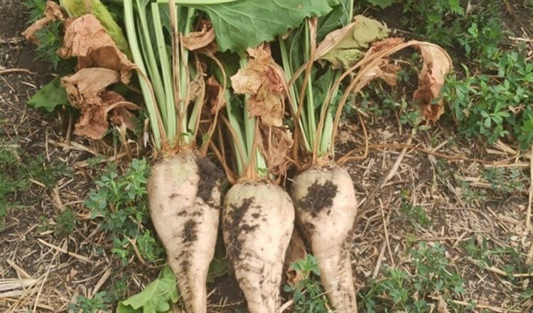    Фото: Минсельхоз Ставропольского края