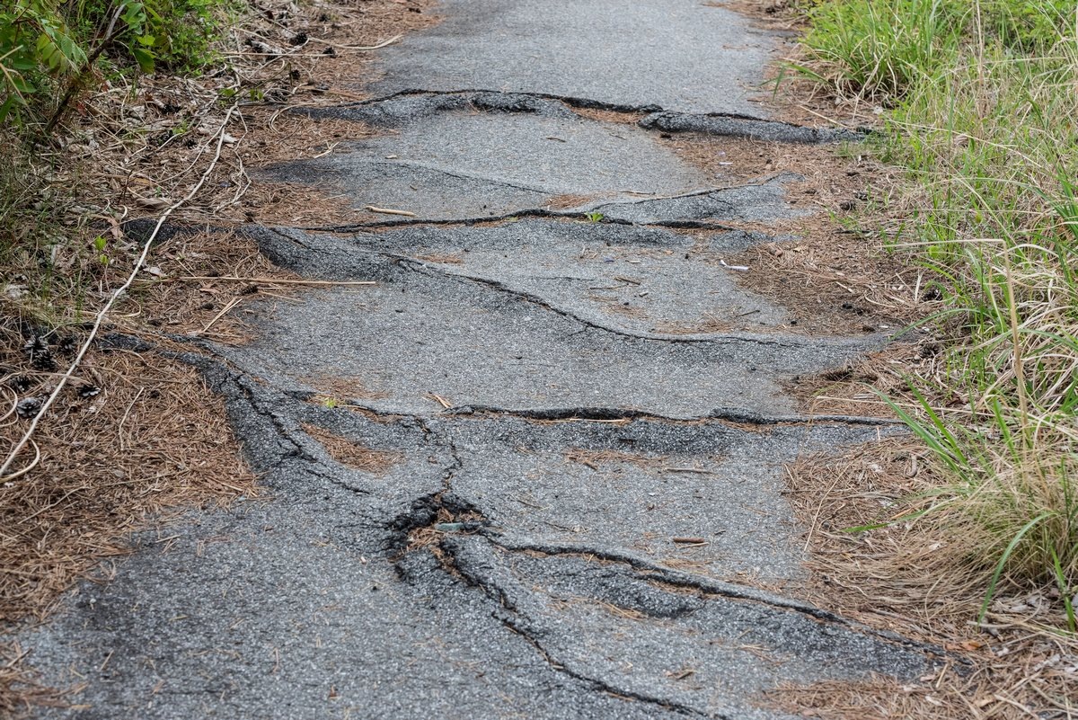 [Иркутск] Аварийные деревья против пешеходов: как корни разрушают тротуары