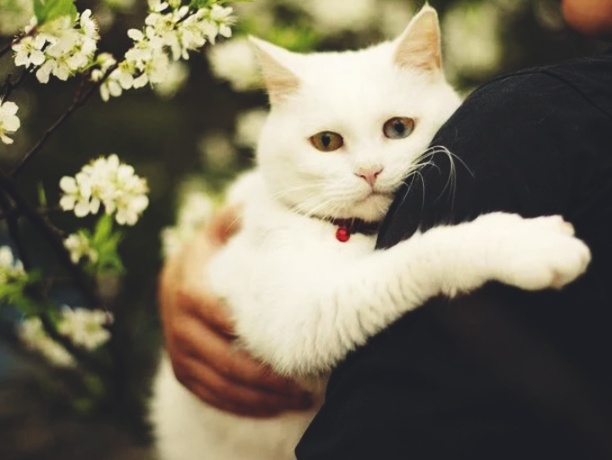 Почему кошка преследует хозяина. Что кроется за этой привычкой