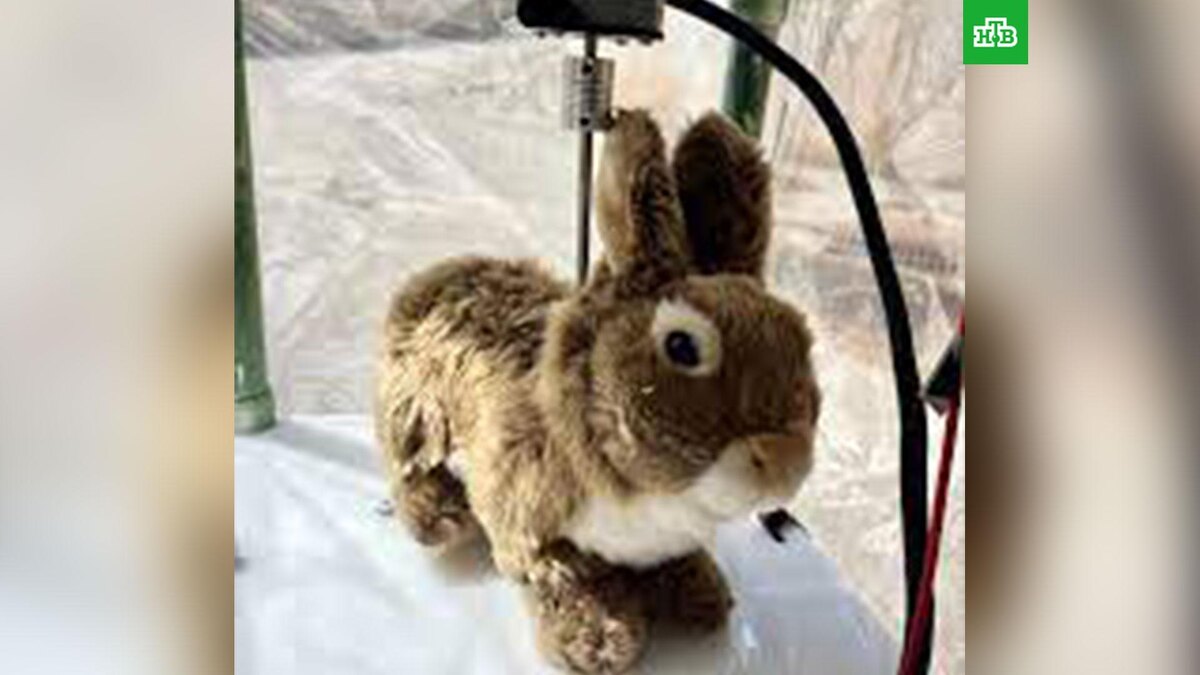    Фото: the University of Florida / Robert McCleery