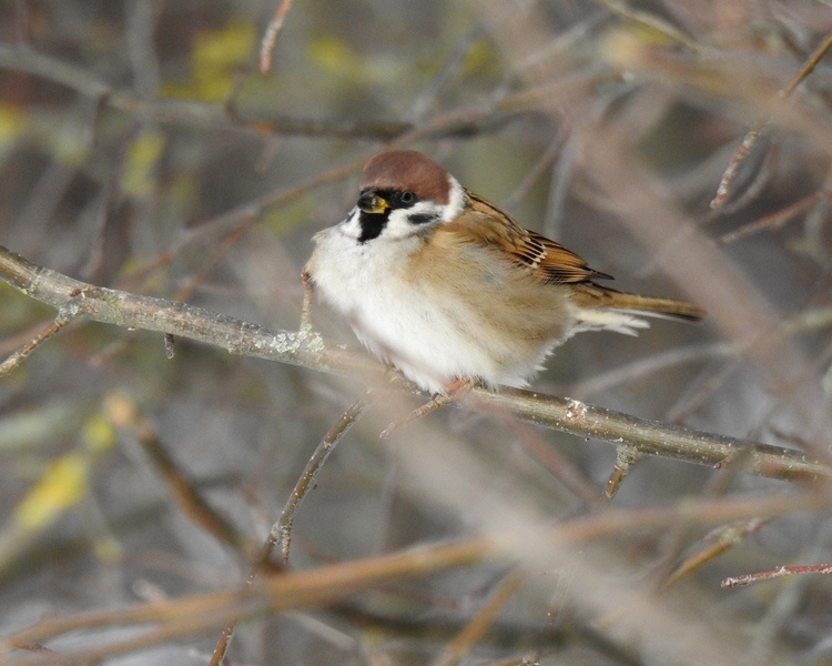     Куряне могут принять участие во Всероссийской переписи воробьев.