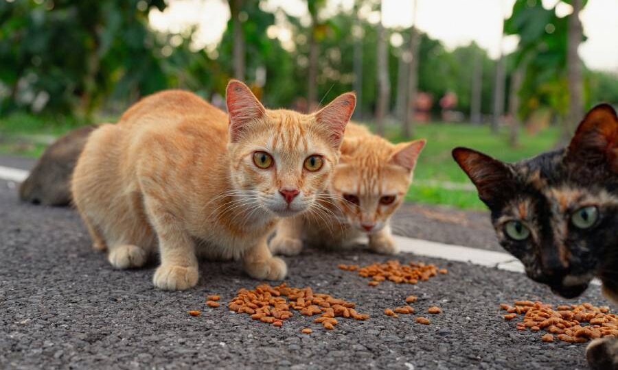 Сытый голодного не жалеет: НКО выступили против запрета на кормление бездомных животных