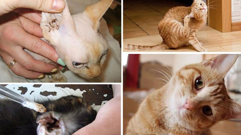 Ушной клещ у кошки