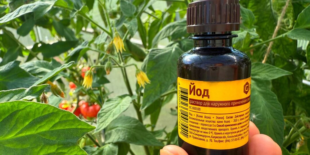 💧🥃56 капель избавят от коварной фитофторы, мучнистой росы и гнили.