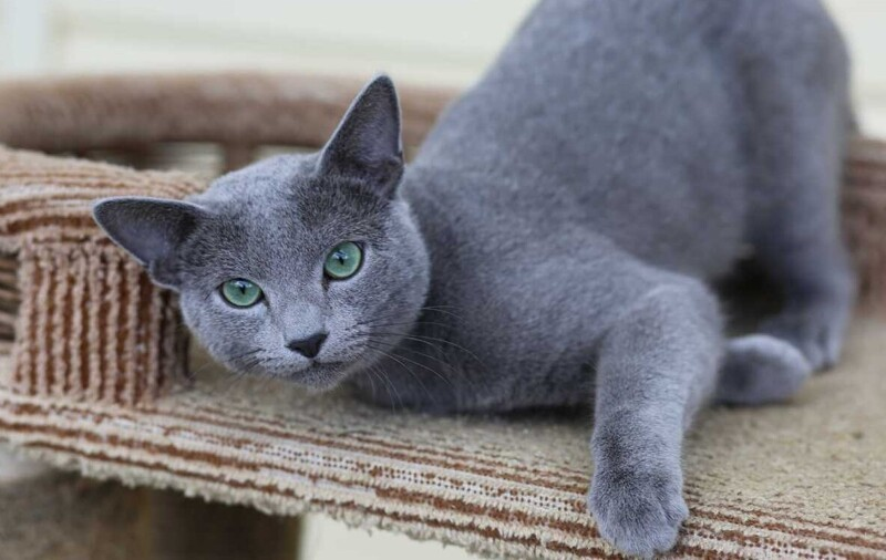 😺 Русская голубая кошка: откуда взялась эта пушистая аристократка?