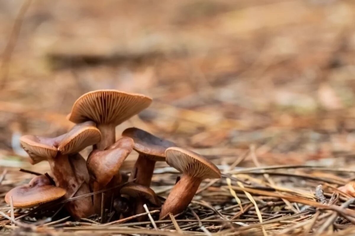    Диетолог Никитина рассказала, кому стоит отказаться от рыжиков в рационе