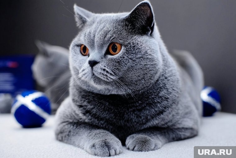     Рвота после употребления травы у кошек, как правило, - нормальная реакция, она связана с очищением организма Создано в Midjourney © URA.RU