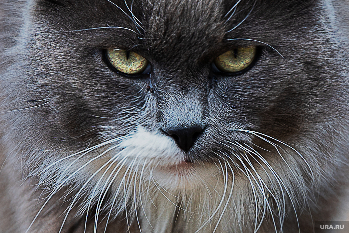 Частая рвота у кота - весомая причина идти к ветеринару. Фото: Руслан Яроцкий © URA.RU