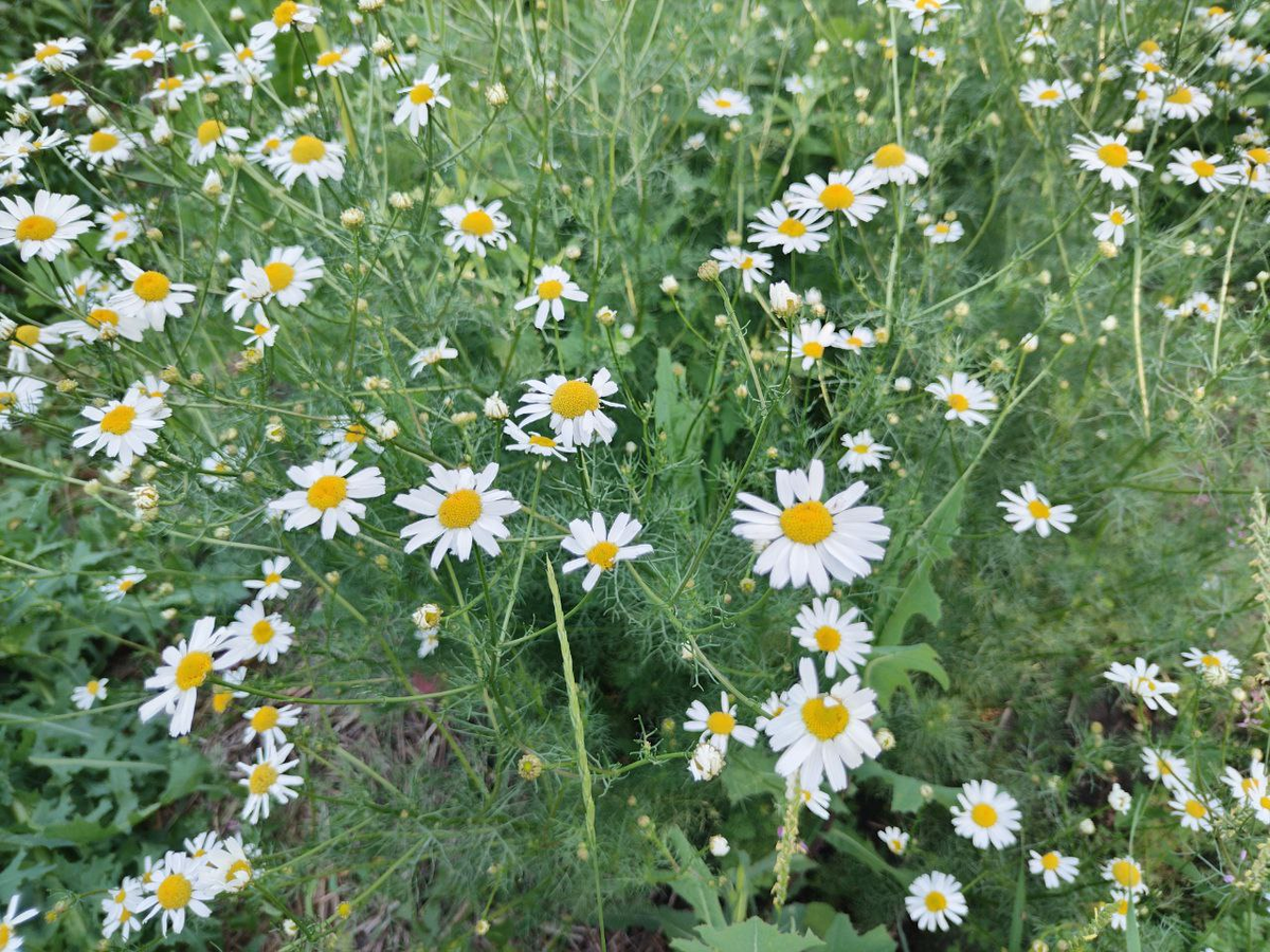 Фото автора.