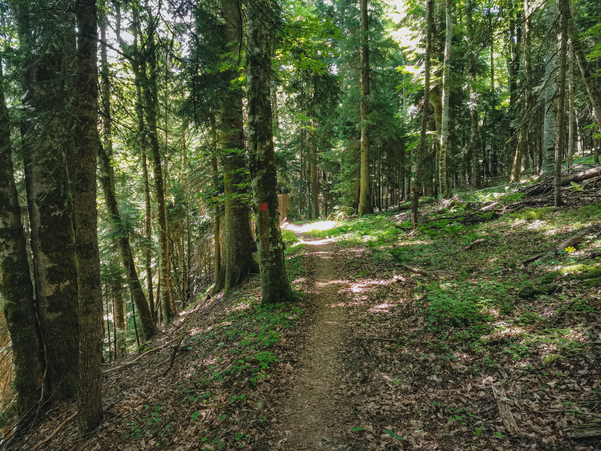 Маршрут №8 на отрезке Умпырь — Тридцатый километр