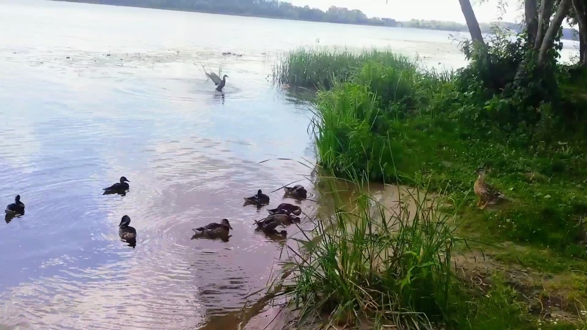 Самец Кряквы, самка с птенцами.
