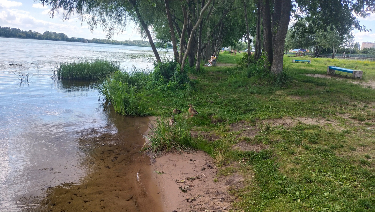 Утки на берегу набережной