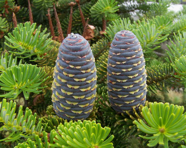 Пихта корейская - это же просто шедевр от природы!