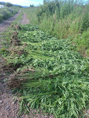     УМВД России по Хабаровскому краю/Telegram