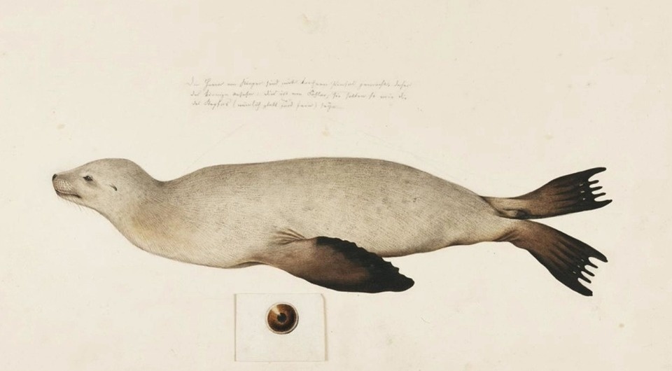   Kawahara Keiga / Naturalis Biodiversity Center / Public Domain