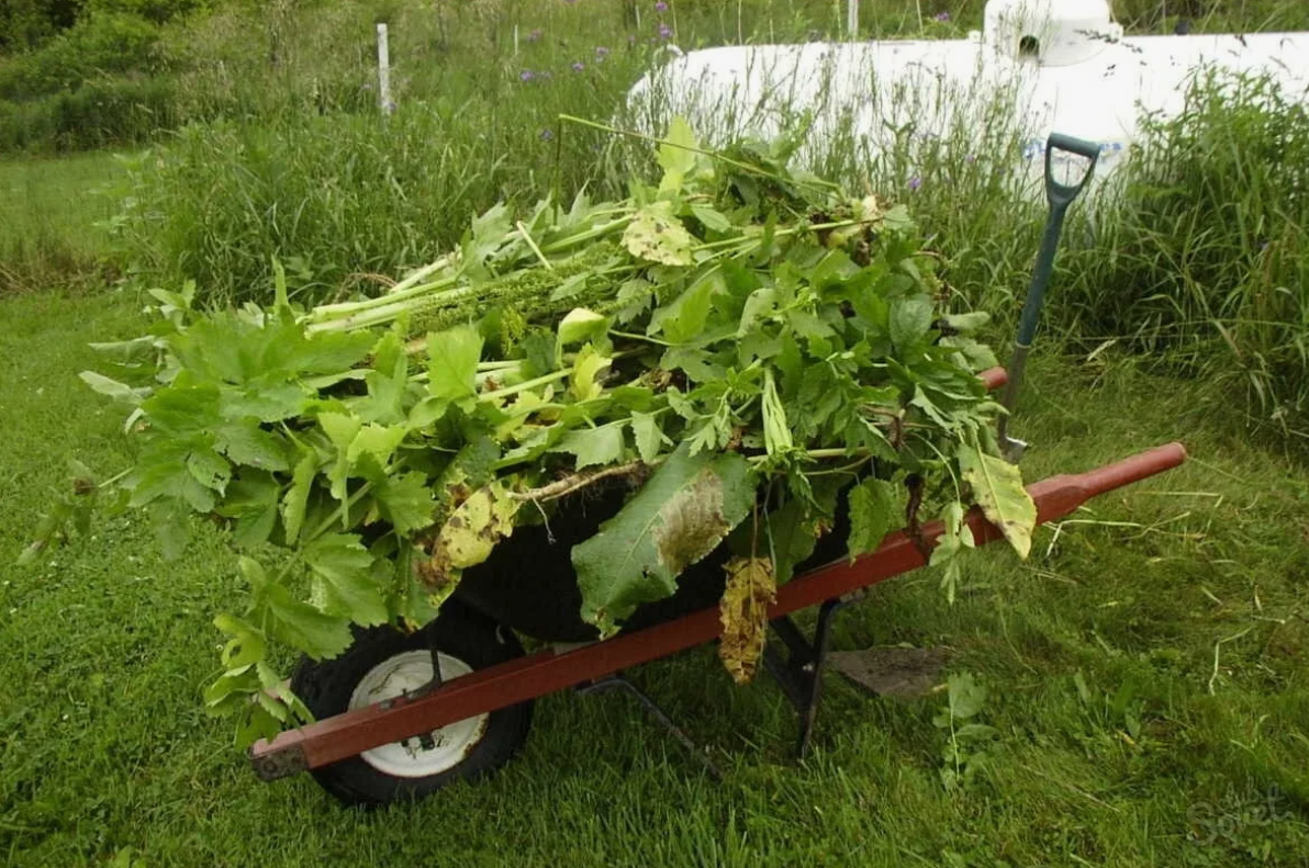  К ботве относятся листья, стебли и иногда цветы растений. Ботва большинства растений (например, картофеля, моркови, свёклы, капусты) отлично подходит для создания компоста. 