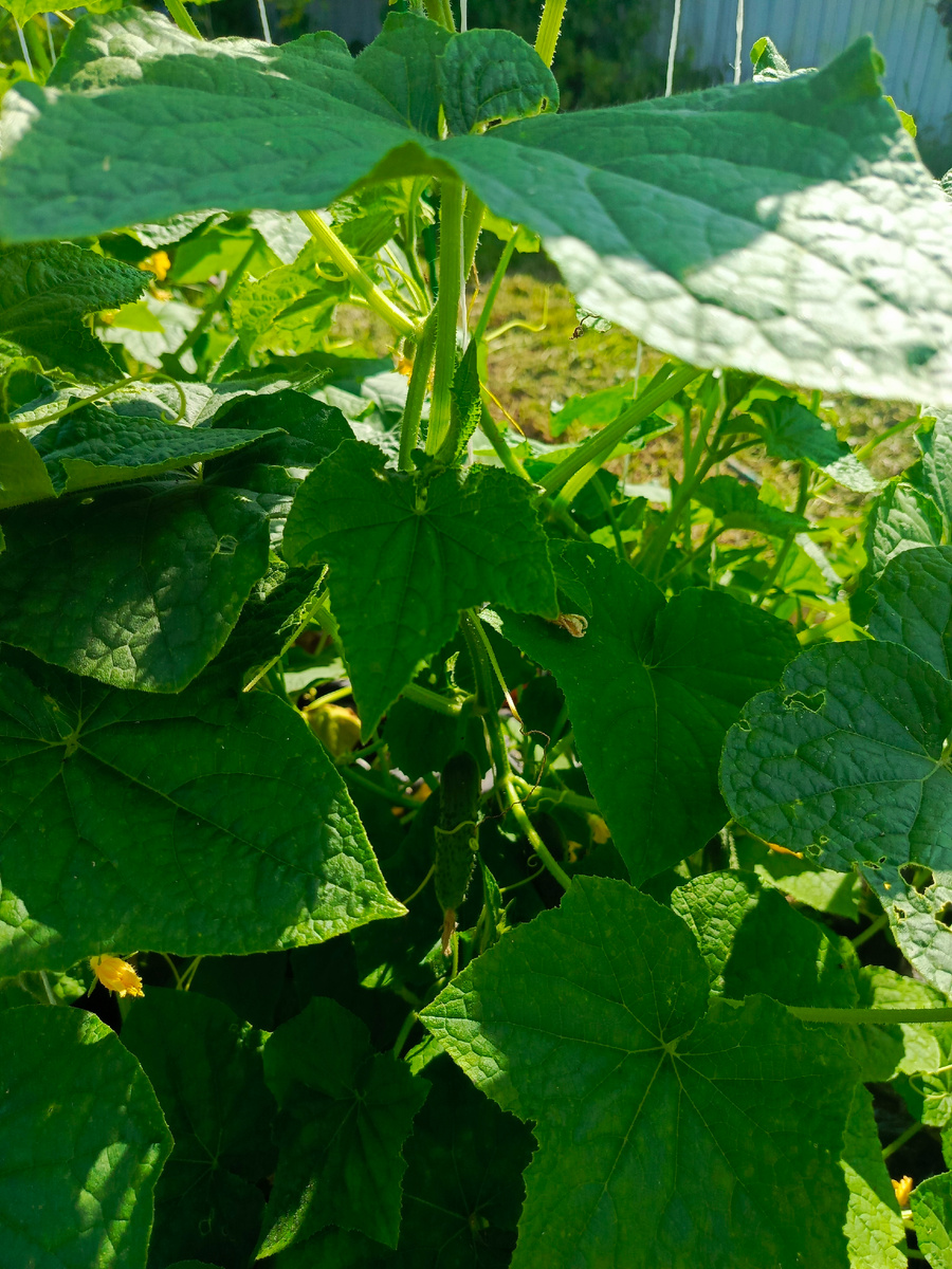 огурец Герман, фото моё