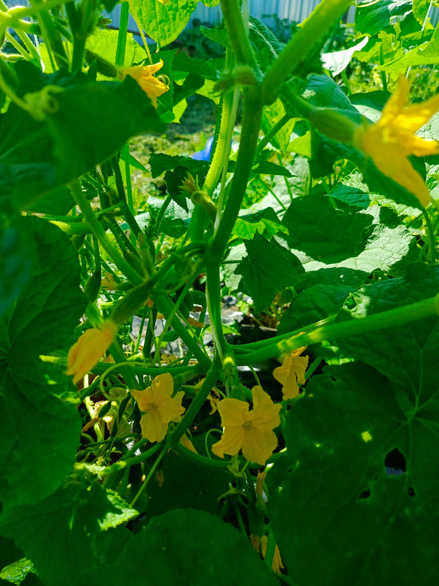 огурец Хрустящая грядка, фото моё