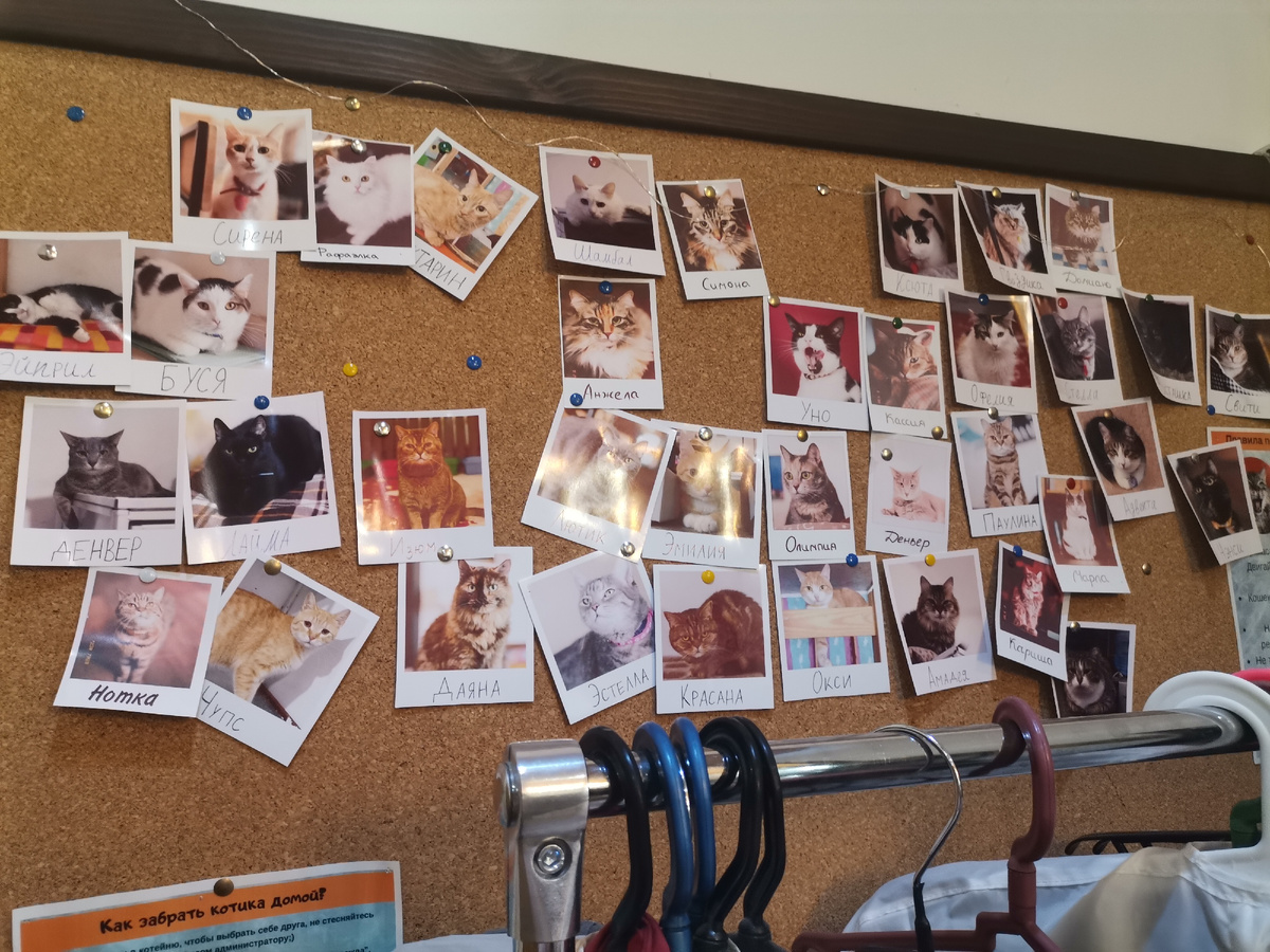 На фото все его обитатели. 