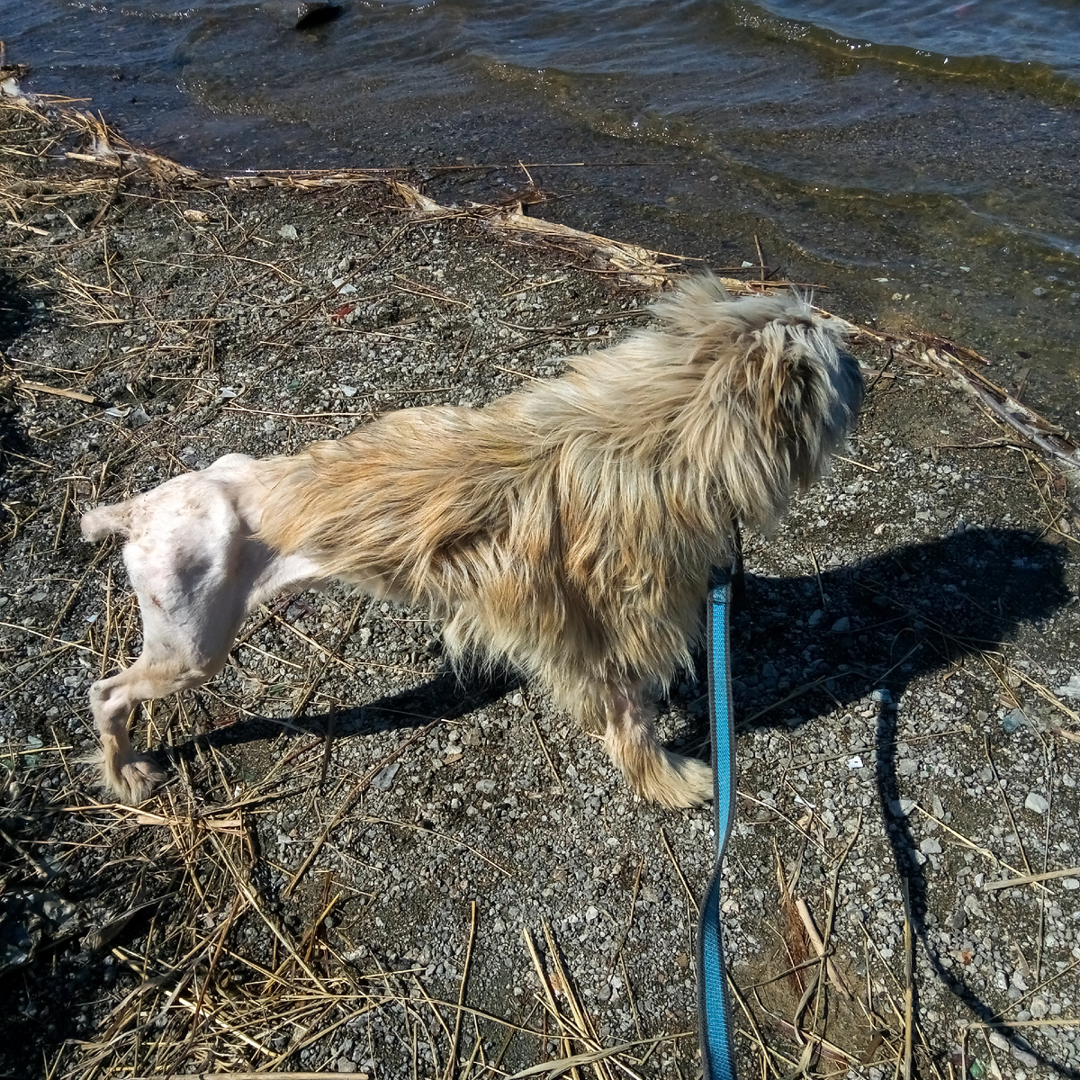 Какое-то время боялась смотреть на культю, но ко всему привыкаешь. Тем более, когда надо обрабатывать швы.