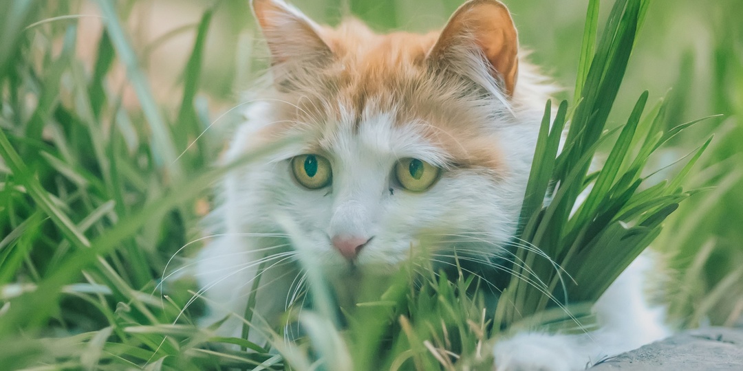 Без вины виноватый