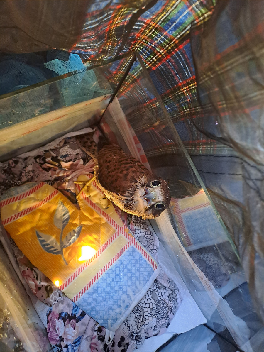 Везём в аквариуме, погрузив его в сумку