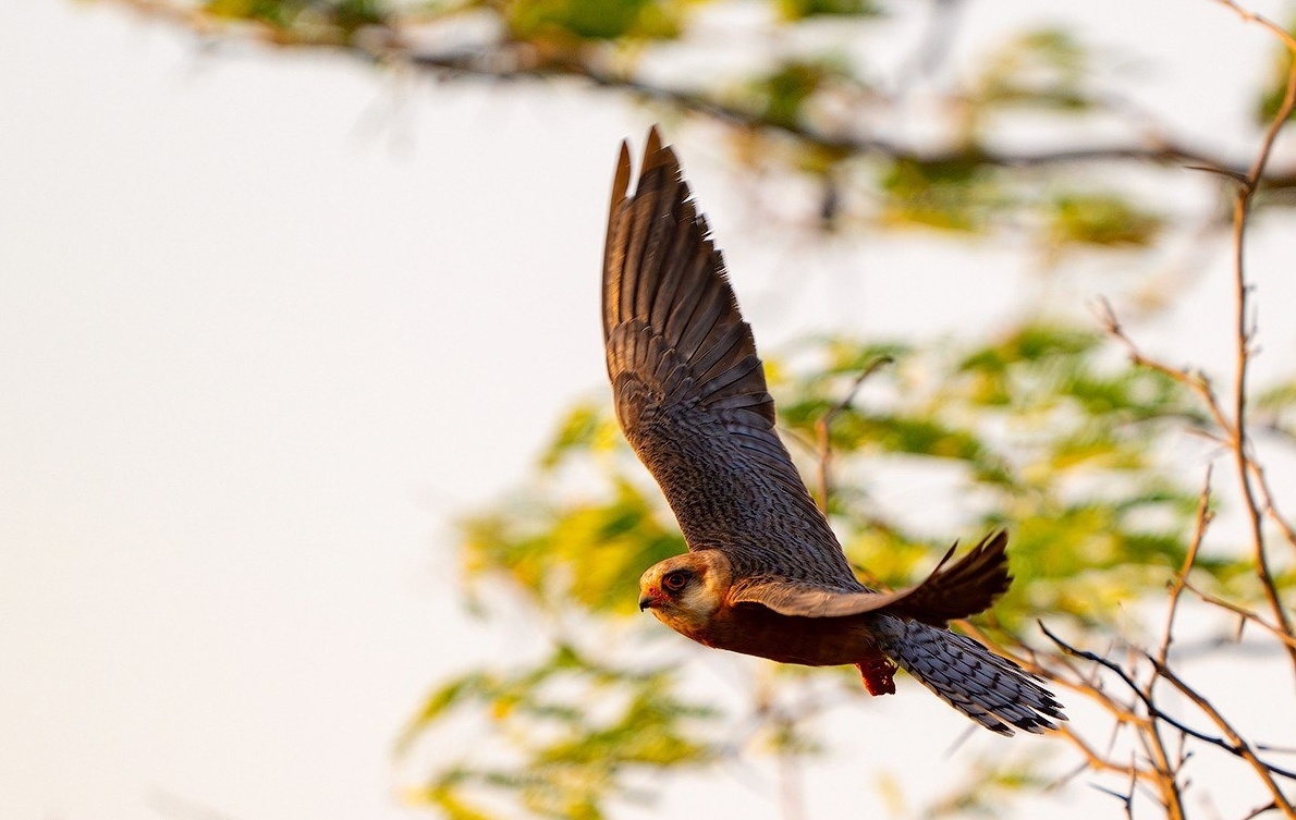 Самочка кобчика в лучах заката.