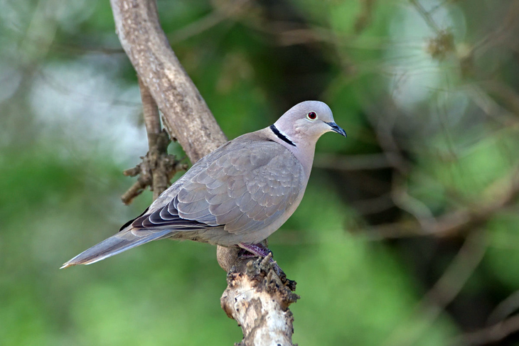 Дикий голубь - кольчатая горлица. Очень изящная птица с этаким колечком на шее, которого нет у городских голубей.
