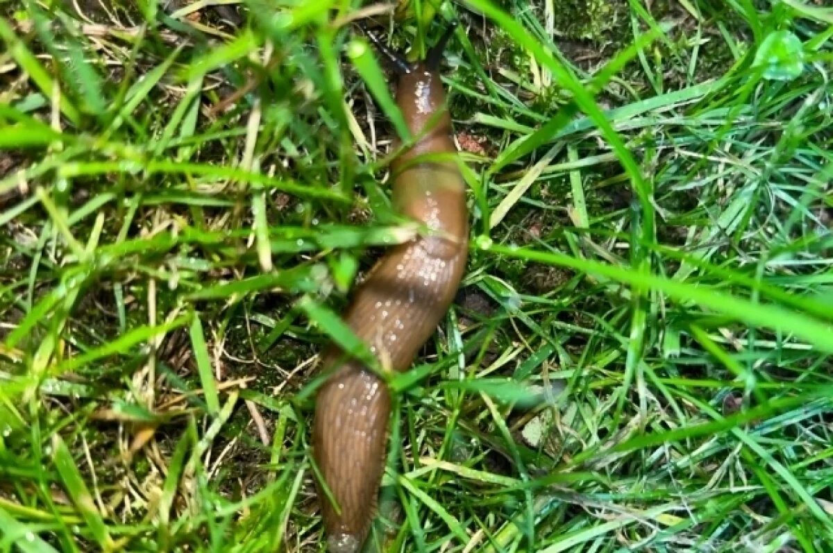   Агроном Туманов объяснил появление испанских слизней в Подмосковье