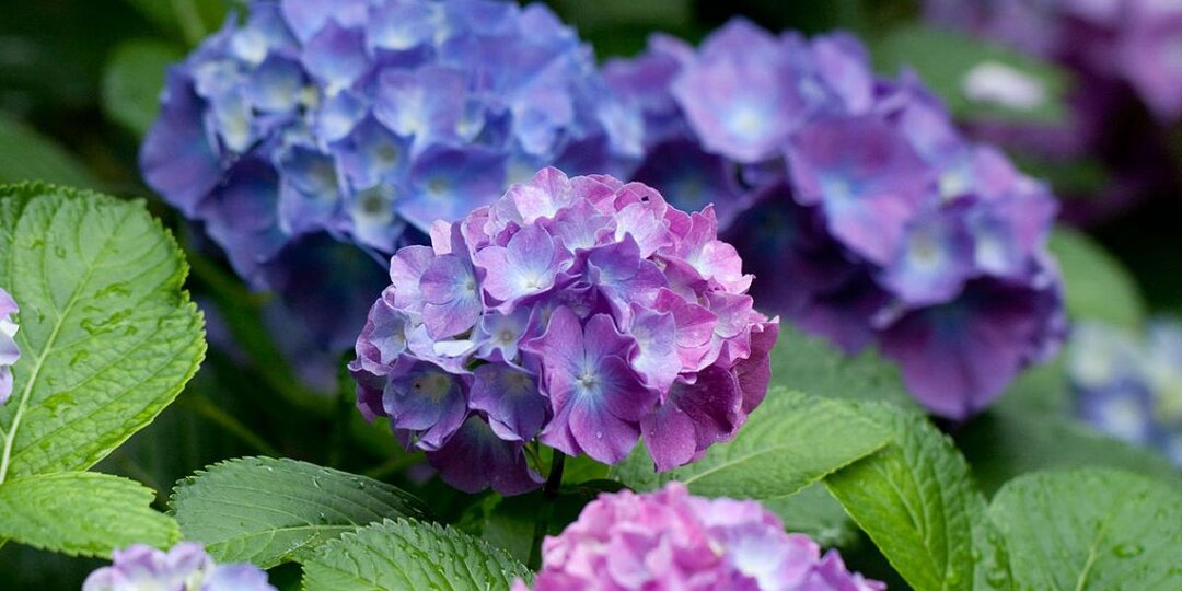 Как изменить цвет гортензии с розового на синий — рекомендации агрономов