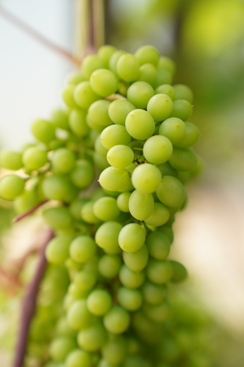 Виноград в процессе созревания