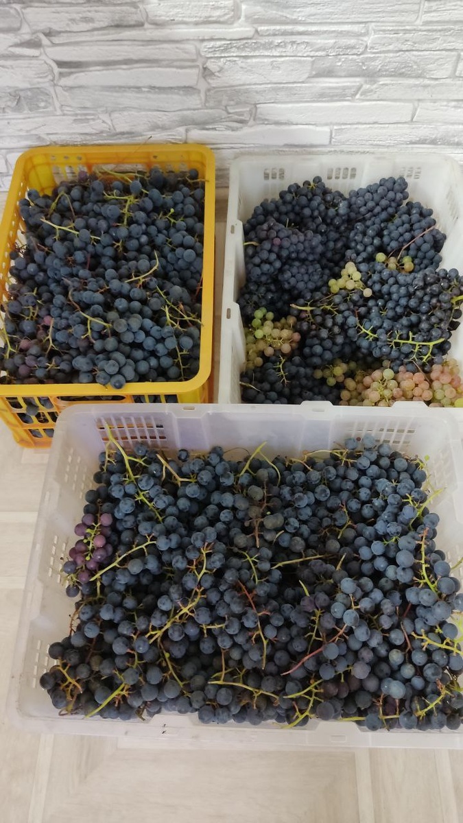 Урожай винограда