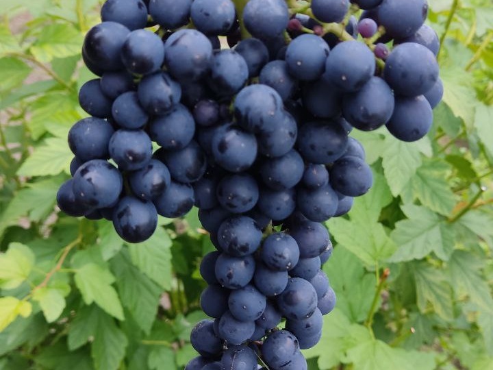 Виноград в Сибири: как мои родители выращивают сладкие грозди под Ангарском