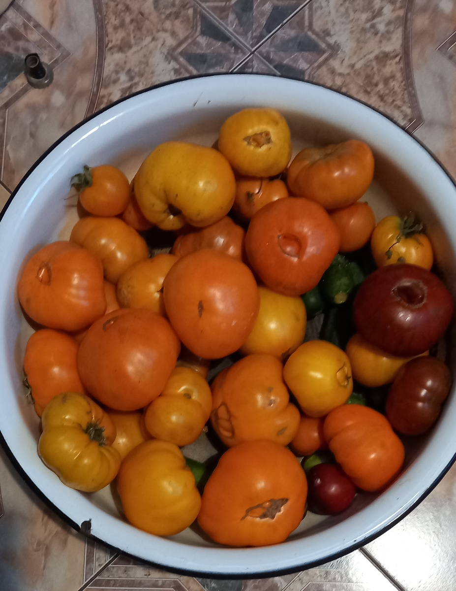 оранжевые томаты - сорт Флтайский мед, действительно, как мед, нежные и слдкие. 